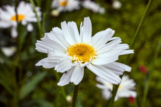Leucanthemum x superbum 'Wirral Supreme' a spring summer flowering plant commonly known as Shasta daisy