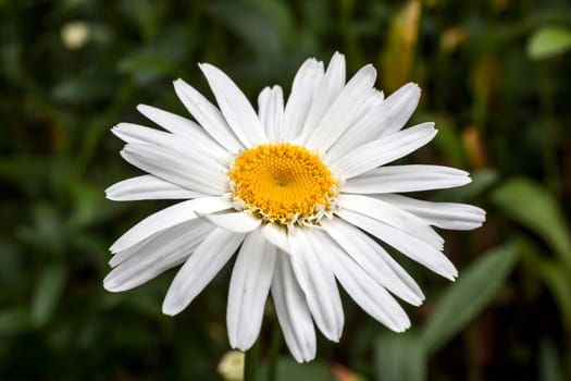 Leucanthemum x superbum 'Wirral Supreme' a spring summer flowering plant commonly known as Shasta daisy