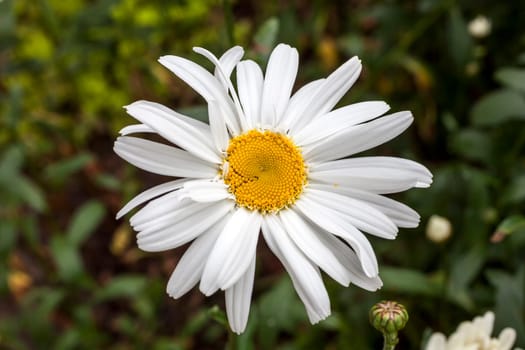 Leucanthemum x superbum 'Wirral Supreme' a spring summer flowering plant commonly known as Shasta daisy