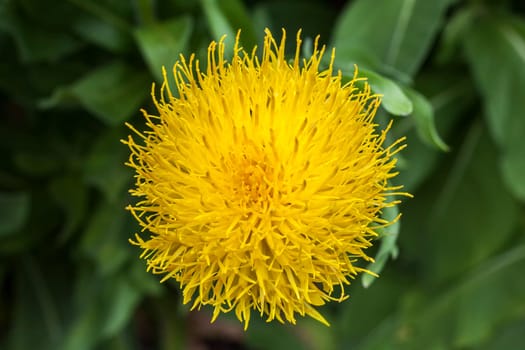 Centaurea macrocephala a yellow thistle like flower plant commonly known as bighead, knapweed, Armenian Basket Flower and Globe Centaurea