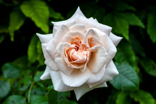 Rose Penny Lane 'Hardwell' a pink double flower plant