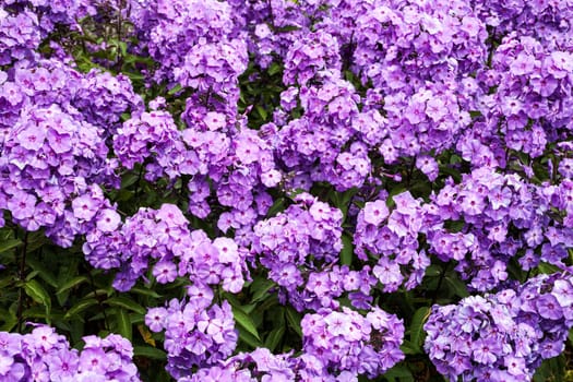 Phlox paniculata 'Blue Paradise' an herbaceous springtime summer flower plant