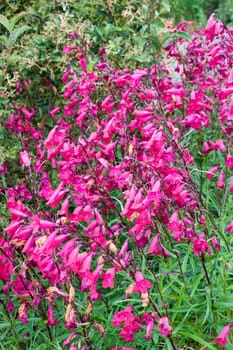 Penstemon 'Andenken an Friedrich Hahn' (Penstemon campanulatus 'Garnet') a red summer  semi evergreen perennial flower plant