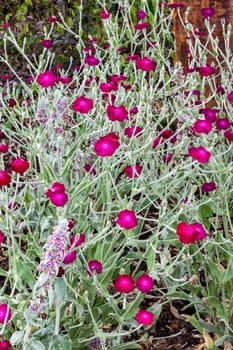 Lychnis Atrosanguinea a magenta red herbaceous springtime summer flower plant commonly known as Rose Campion