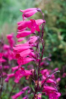 Penstemon 'Andenken an Friedrich Hahn' (Penstemon campanulatus 'Garnet') a red summer  semi evergreen perennial flower plant