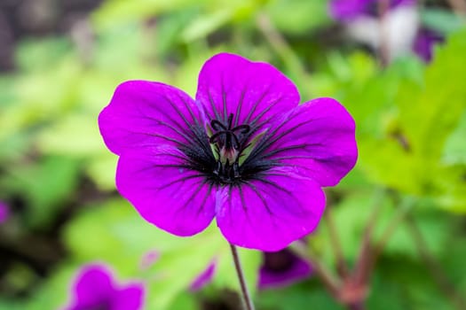 Geranium 'Ann Folkard' a magenta herbaceous springtime summer flower plant commonly known as cranesbill
