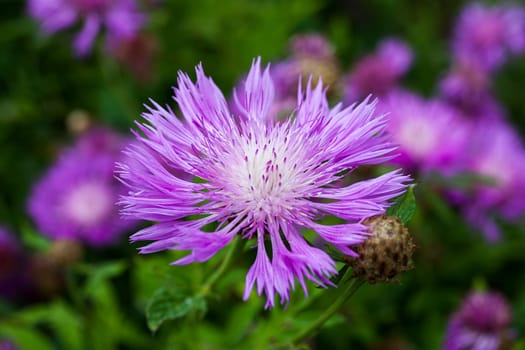 Centaurea dealbata an herbaceous pink perennial summer autumn flower plant commonly known as Persian cornflower