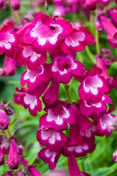 Penstemon 'Marilyn' a red pink summer semi evergreen red perennial flower plant