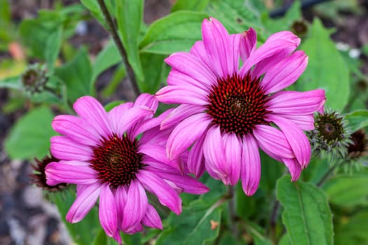 Echinacea purpurea 'Prairie Splendor' an herbaceous pink purple perennial summer autumn flower plant commonly known as coneflower