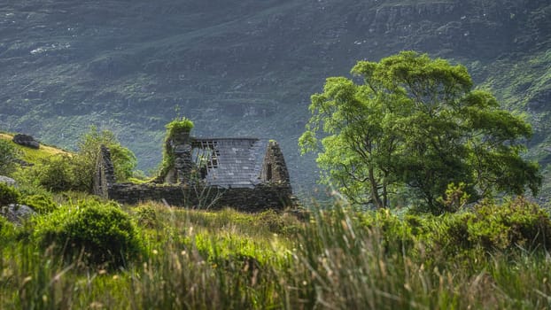 Ruined stone house with collapsed roof and green tree illuminated by sunlight and mountainside in background in Black Valley, Ring of Kerry, Ireland