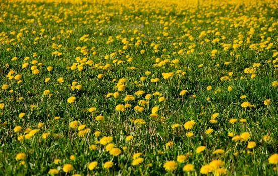 dandelions