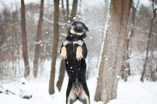 Cadebo dog frolics in the winter in the snow, stands on its hind legs, jumps, plays