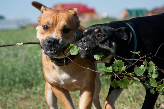 Cadebo black and red dogs breed a birch green branch, and fight, play, on a walk in the summer in the field, on green grass, outdoors