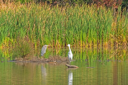 Great Blue Heron and a Great Egret on a Grassland shore in Ned Brown Preserve in Illinois