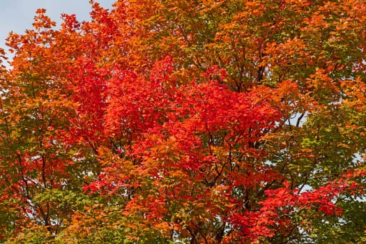 Splash of Red in the Fall Forest in Ned Brown Preserve in Illinois