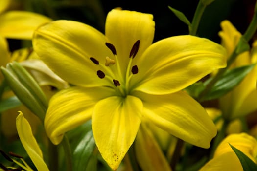 Close-up od yellow easter lily flowers at Republic Day Flower Show in Lalbagh, Bengaluru, karnataka, India, Asia