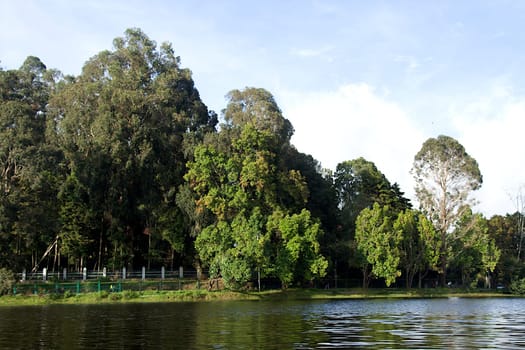 View of tall, lush green trees on bank of lake at Kodaikanal in Tamil Nadu, India, Asia