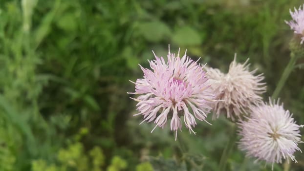 Perennial thistle plant with spine tipped triangular leaves and purple flower heads surrounded by spiny bracts. Cirsium verutum thistle also known as Cirsium involucratum.