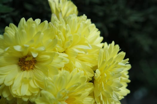 Closeup view of lovely yellow flower against a green leaves blurred background. This flower is found in South Korea.
