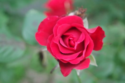 Closeup with selective focus on red flower with green leaves in background