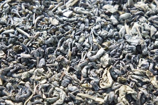 Close-up view of green tea dried leaves. Green tea or stevia rebaudiana leaves are of great medical importance for health.