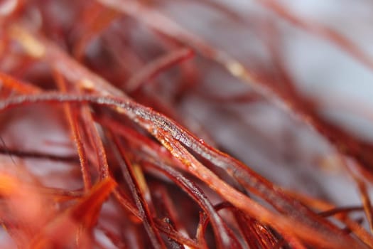 Macro photograph view of saffron with selective focus. Crocus sativus, commonly known as the "saffron crocus"""