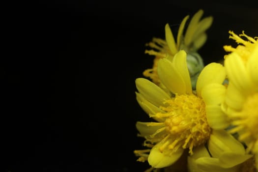 Close-up and macro photo with selective focus of marigold (calendula) flowers. Yellow daisy flowers of calendula arvensis.
