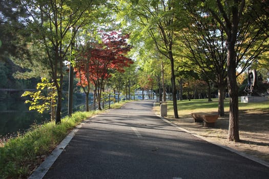 Paved pedestrian way or walk way with trees on sides for public walk. Suburban park with sidewalk along with trees on sideways