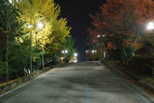 Night view of a paved pedestrian way or walk way with trees on sides for public walk
