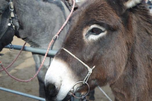 Brown donkey face with big eyes and large ears looking at camera standing inside a fence. Close-up on a donkey head profile in a natural environment in day time.