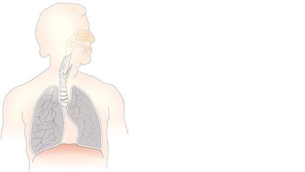 info-graphic illustration of lungs on white background with copy space for text. Lungs are part of human chest and is used for breathing purpose