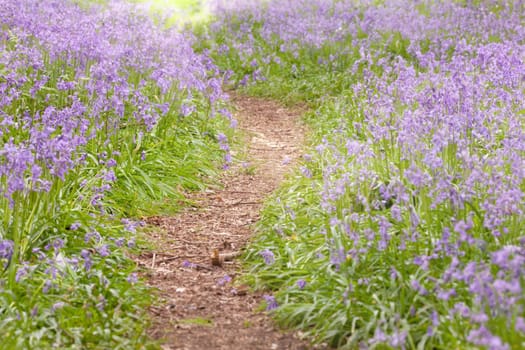 Bluebell path through the woods in Norfolk UK. Spring wild purple flowers and a nature walk in the forest