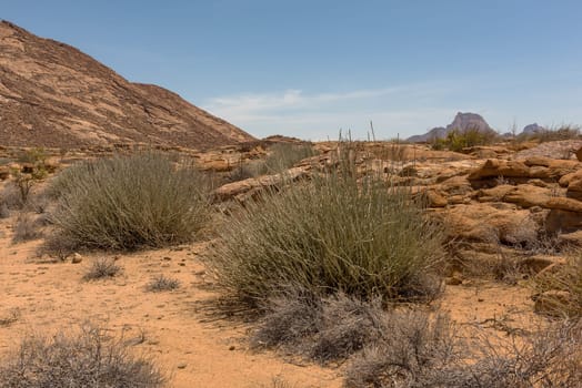 Milk Bush, Euphorbia gregaria, at Spitzkoppe, Erongo, Namibia