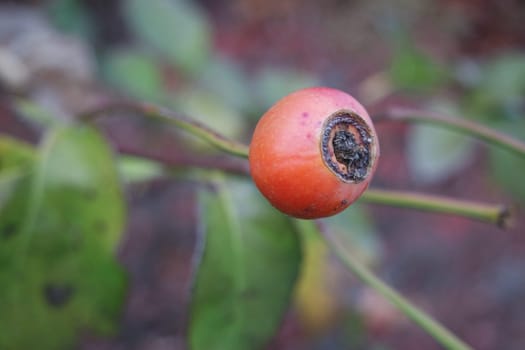 Close up of ripe red berries on branches of rose hips tree with golden leaves in autumn season