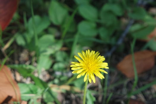 Closeup view of lovely yellow flower against a green leaves blurred background. This flower is found in South Korea.