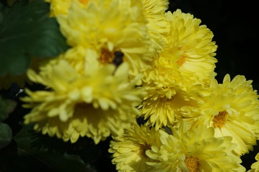 Closeup view of lovely yellow flower against a green leaves blurred background. This flower is found in South Korea.