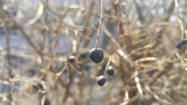 Closeup view of Black mountain ash berries: A selective focus view