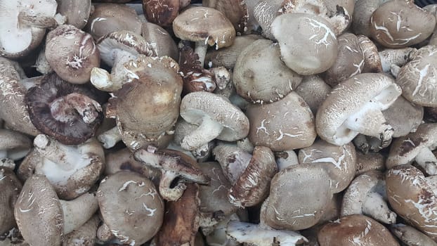 Closeup view of big pile of fresh harvested mushrooms. Food background of mushrooms in market for sale. A Vegetables background