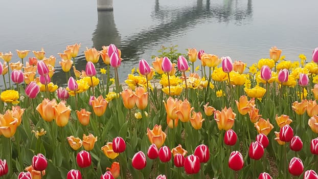 Colorful flowers planted on a beach of sea with beautiful view of buildings and mountains