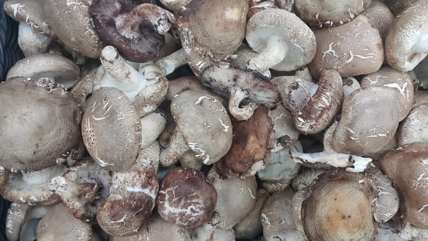Closeup view of big pile of fresh harvested mushrooms. Food background of mushrooms in market for sale. A Vegetables background