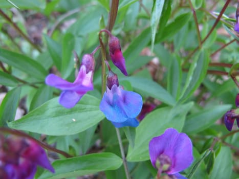 Flowering spring pea, Lathyrus vernus