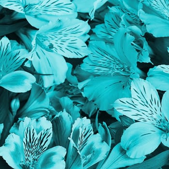 Bouquet of blue orchids beautiful, fresh, bright background of flowers. The flowers are large, juicy, and fragrant. Layout for greeting or greeting card.