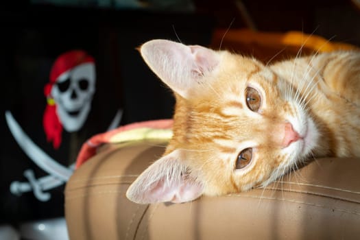 Lovely red kitten with pirate image in background. Funny cat closeup