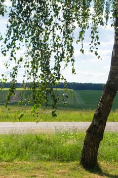 Sunny summer rural landscape with calm sky, country road and birch trees in Belarus