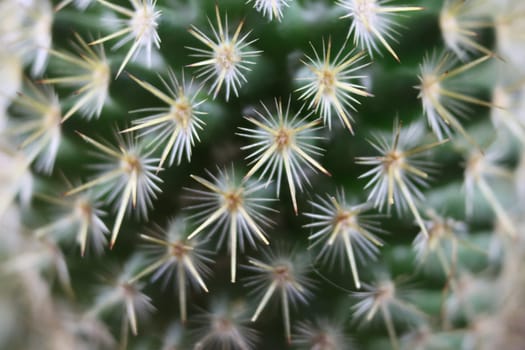 beautiful cactus with skewers for your pain defense protection