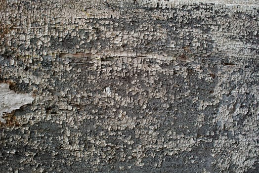 Grey wood texture background coming from natural tree. The wooden panel has a beautiful old pattern that is empty