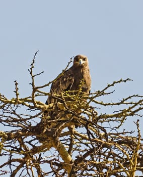 The eagle sits on the branches of a tree.