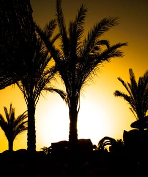 Silhouette of a palm tree on a sunset background.