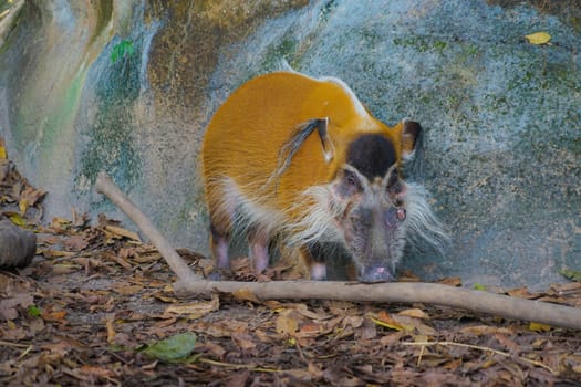Image of the wild Red River wild boar. Shooting Location: Singapore