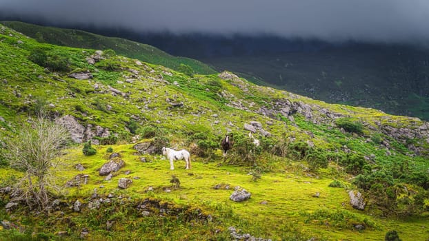 Three beautiful horses grazing on a mountain hill illuminated by sunlight and darker hill covered by cloud in background. Black Valley, Kerry, Ireland